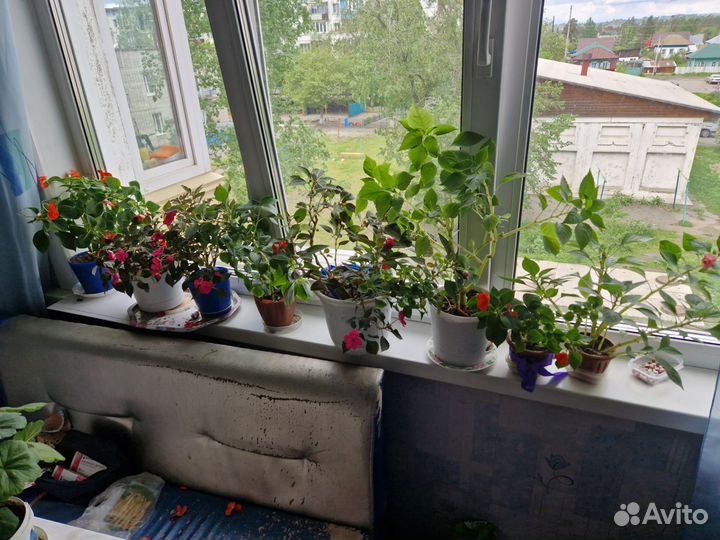 Комнатные растения