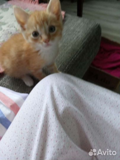 Котенок в дар бесплатно