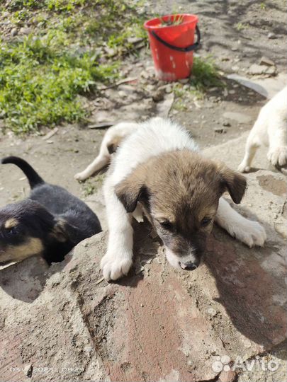 Щенки
