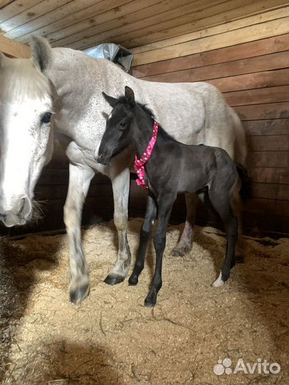 Жеребенок от чкв