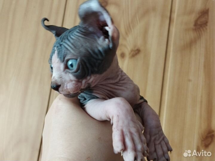 Канадский сфинкс эльф котенок