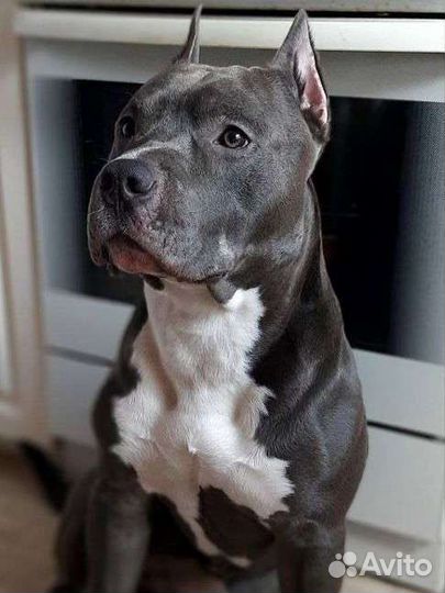 Амстафф вязка