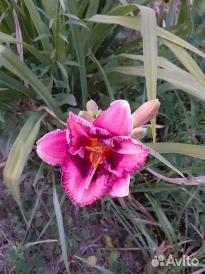 Лилейники сортовые