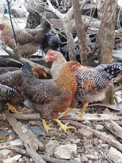 Породные куры