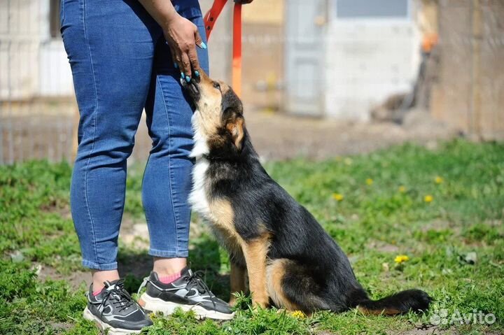 Мальчишке ищем дом