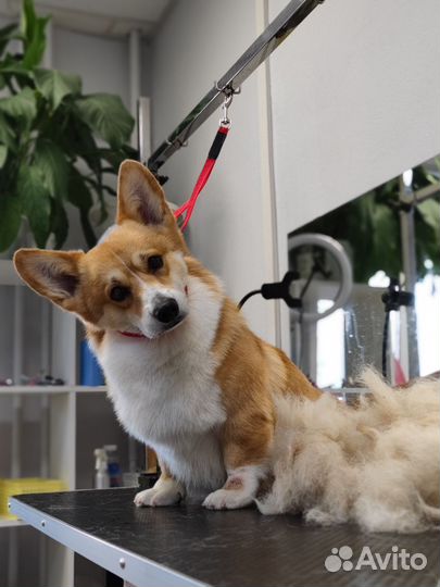 Груминг/Стрижка собак и кошек