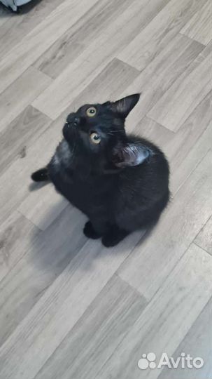 Котята мальчики