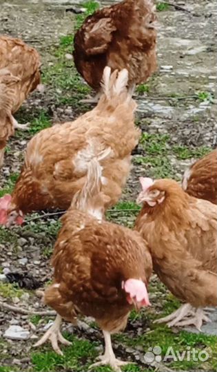 Куры яичных пород