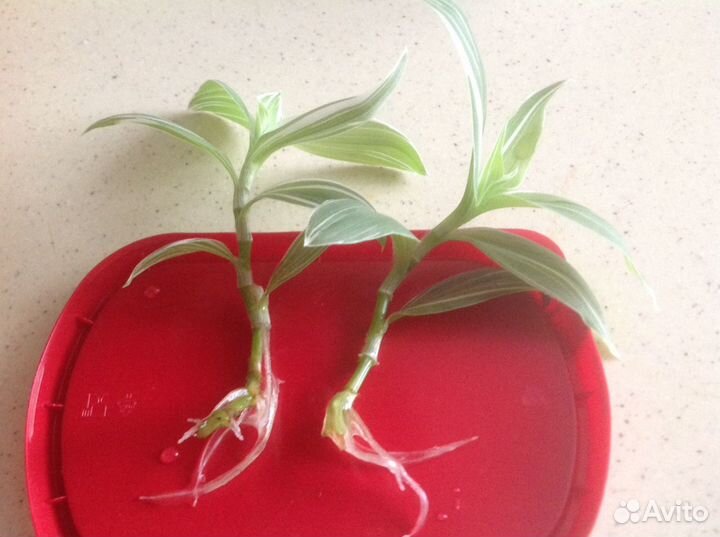 Традесканция зебрина