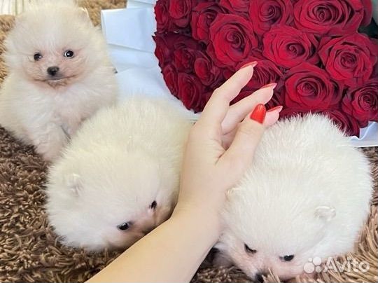 Шпиц померанский