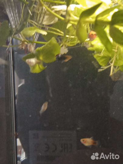 Пецилия Красночерная, Рижская и Неоновая