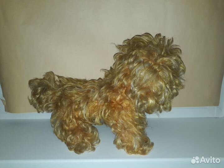 Собака Болонка СССР