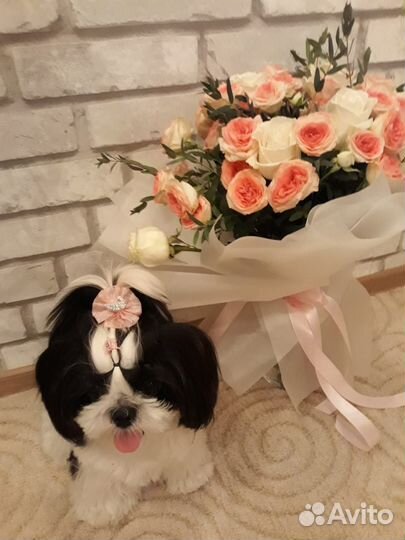 Продам щенка