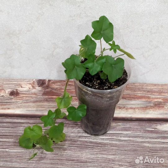 Герань в ассортименте