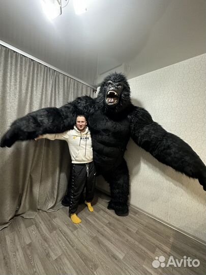 Медведь поздравление медведя,Панды кингконг