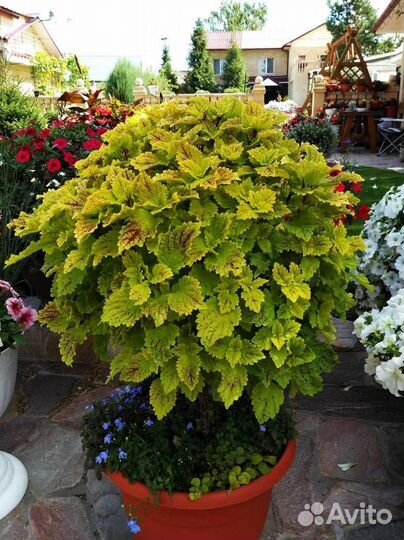 Колеусы вегетативные