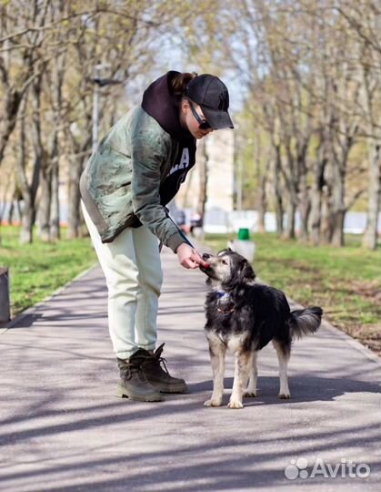Собака в добрые руки