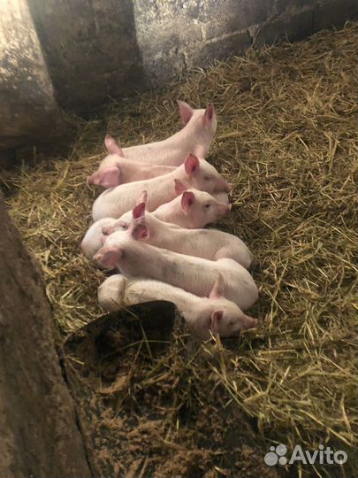 Поросята