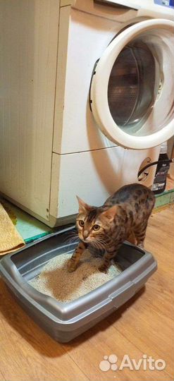 Бенгальские котята