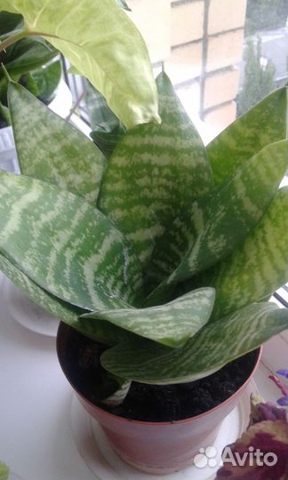 Сансевиерия