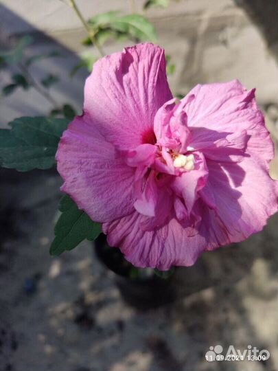 Продаются гибискусы по России