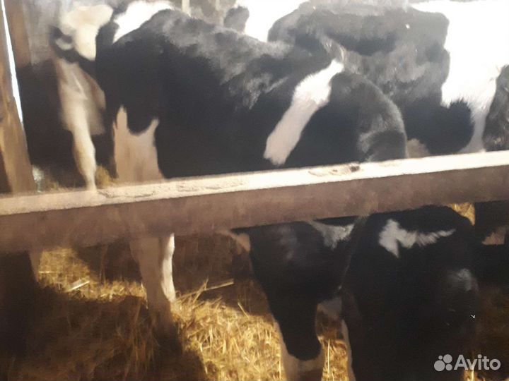 Бычки.Телки