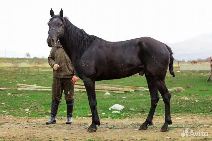 Карачаевский жеребец