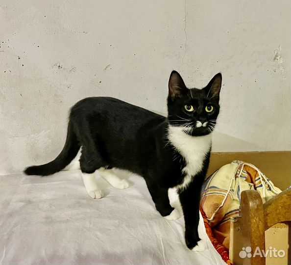 Кошка в добрые руки