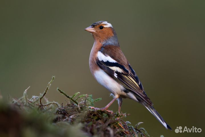 Певчие птицы