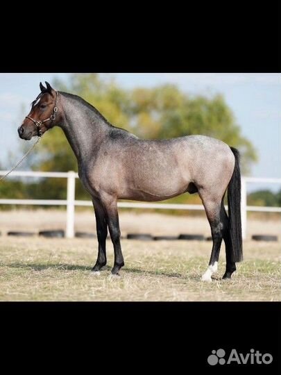 Лошади на продажу много