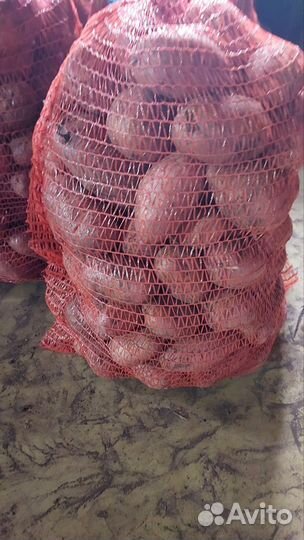 Продам картофель