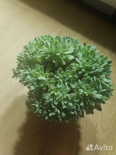 Echeveria sp. (Эхеверия)