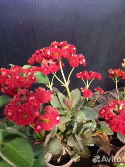 Каланхоэ лечебносортовое. Толстянка. Герань. Калла