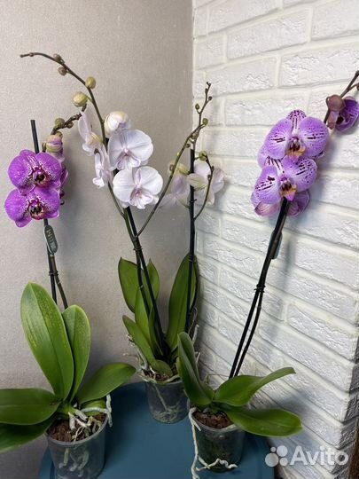 Орхидея фаленопсис цветы