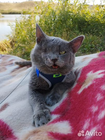 Кота предали дважды