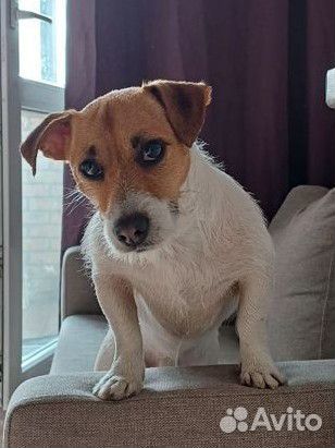 Вязка кобель джек рассел