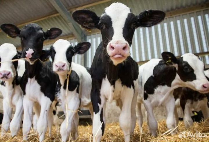 Телята бычки