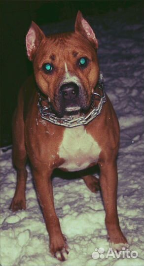 Портрет по фото на заказ