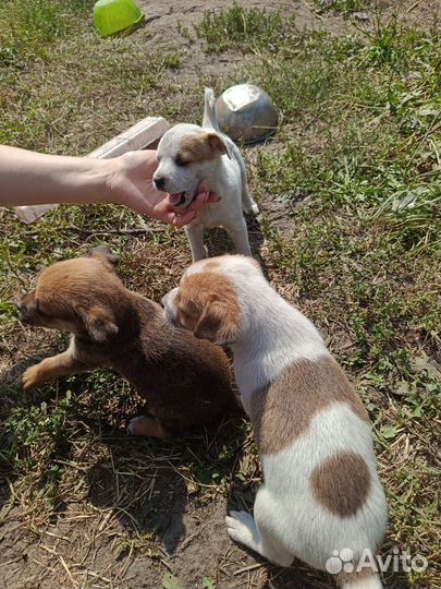 Щенки метисы в добрые руки