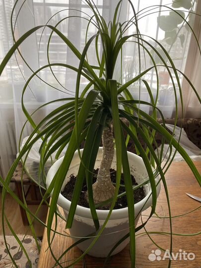 Бутылочное дерево нолина