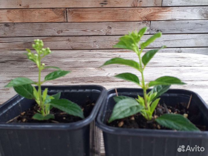 Гортензия метельчатая Конфетти