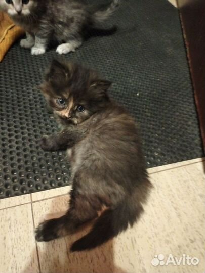 Британские котята