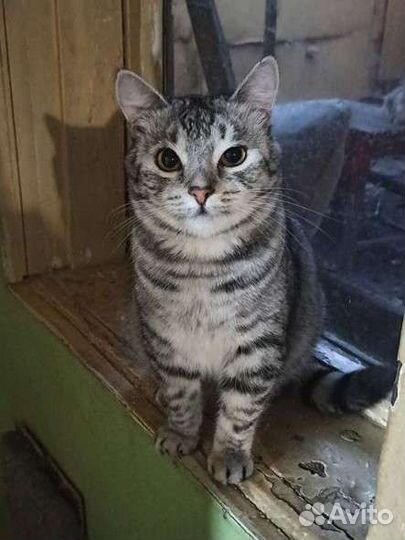 Кот Тиша