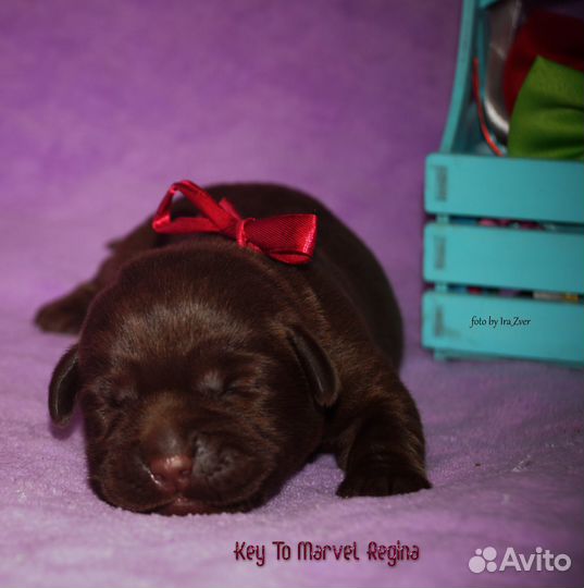 Проф.питомник предлагает