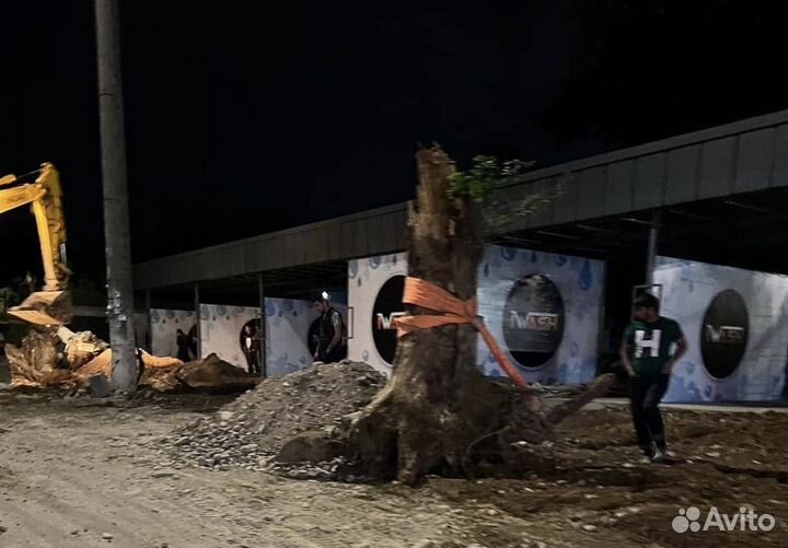 Спил и удаление деревьев