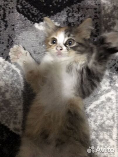 Котенок Бесплатно