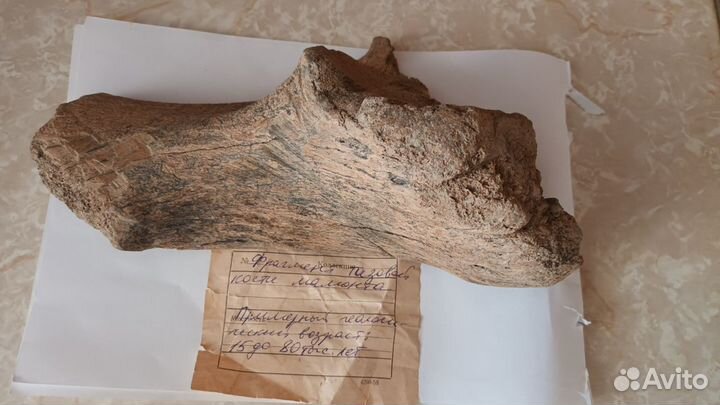 Тазовая кость мамонта