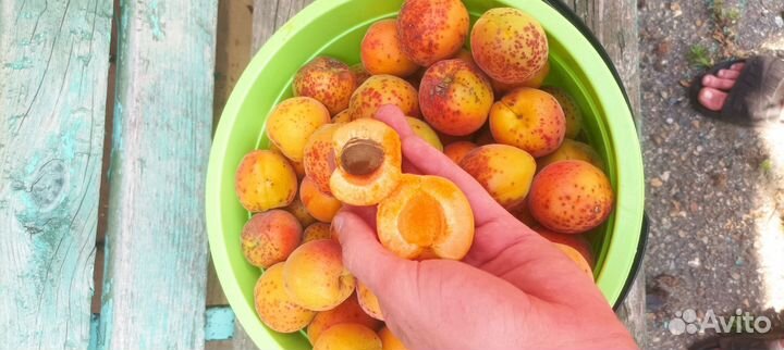 Абрикосы свежие
