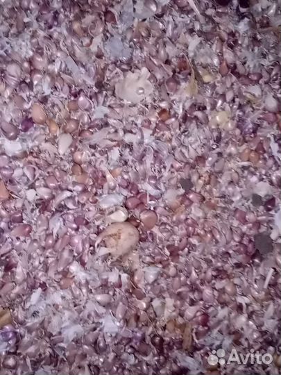 Чеснок бульбочки