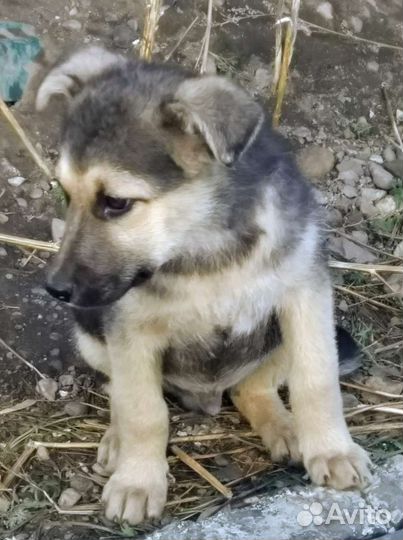 Нужен хозяин